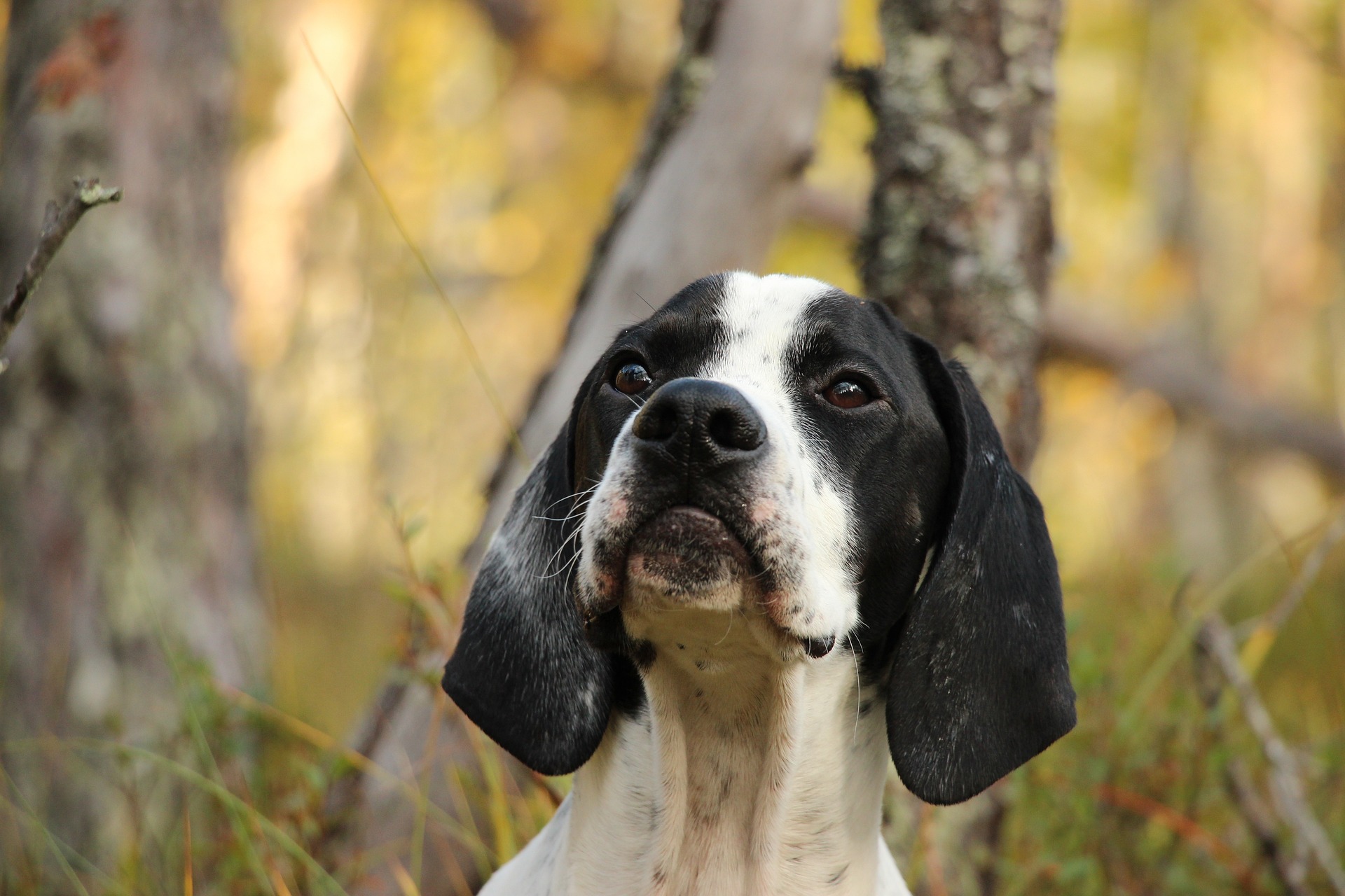 Image of an English Pointer