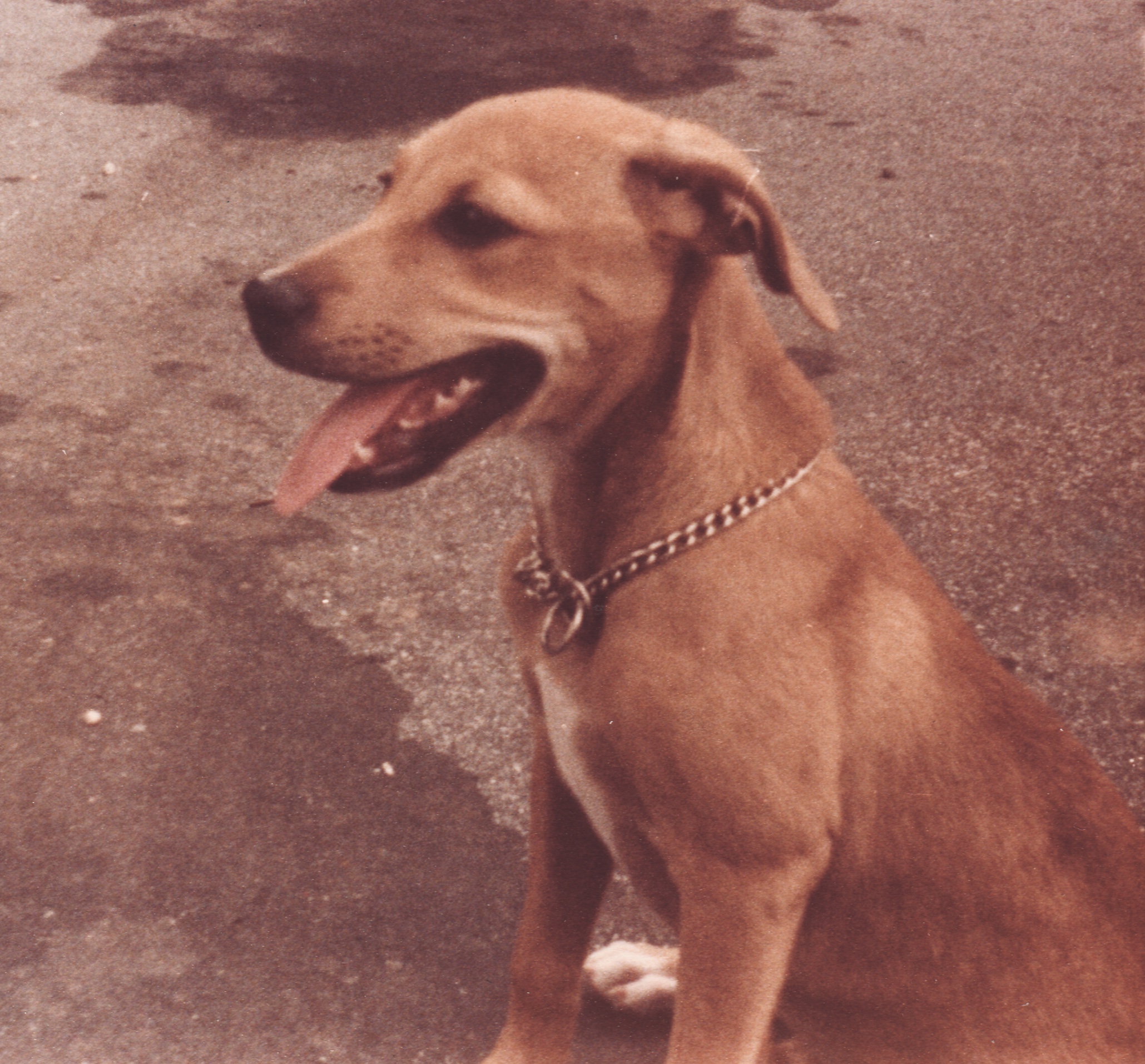 A little brown short haired dog named Buffy