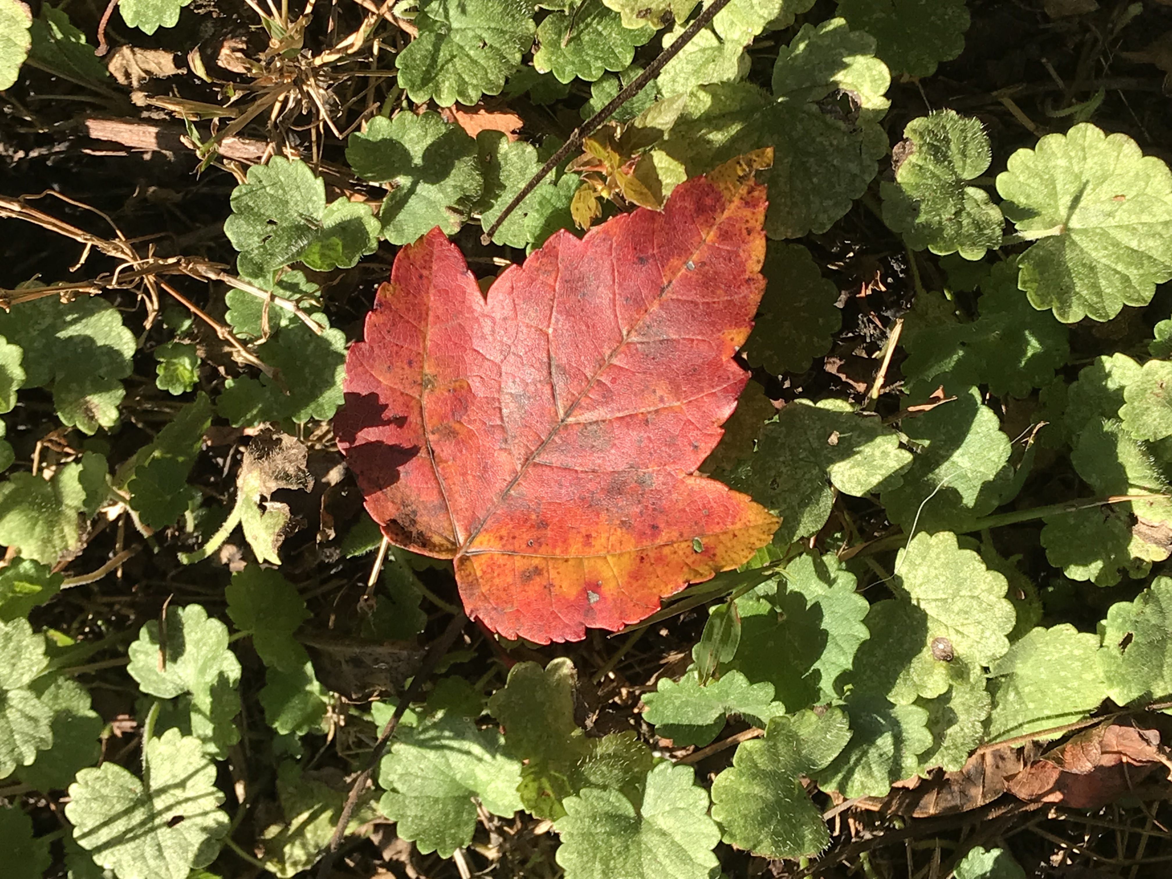 A lone red leaf
