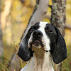 Image of an English Pointer